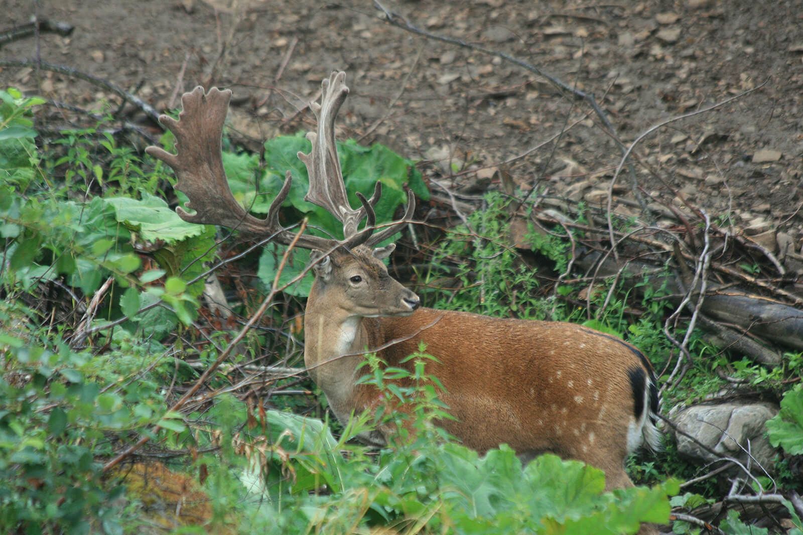 Fallow deer