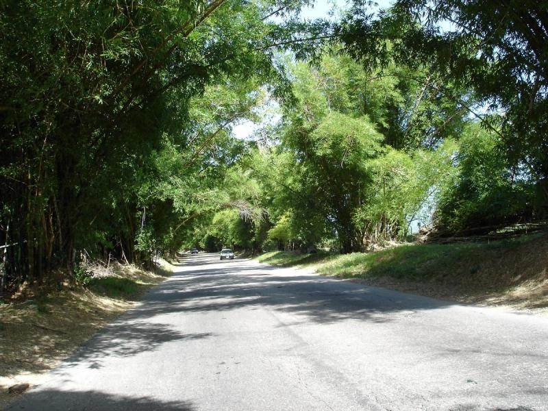 Holland Bamboo (Bamboo Avenue) — photo 1