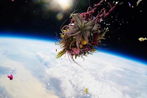 Azuma Makoto, Flowers In Outer Space, 2017