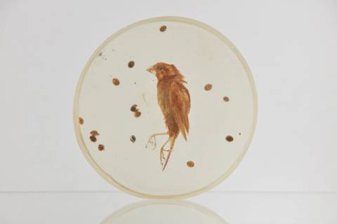 Bird – Artwork Cover