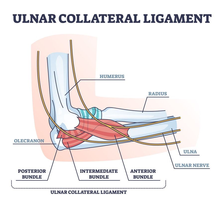 Graphic showing anatomy of the elbow and the ulnar collateral ligament (UCL)