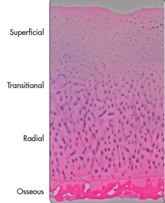 Layers of Cartilage