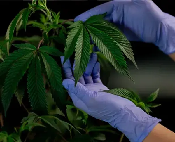 Two hands with gloves on around a hemp plant