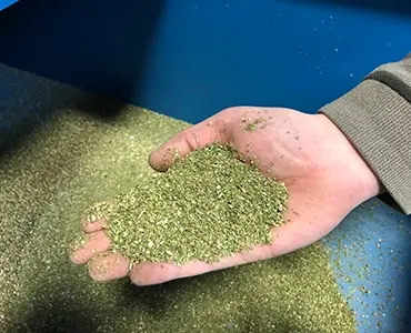 A hand holding shredded hemp leaves