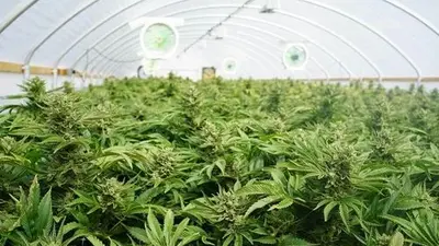 cannabis plants greenhouse