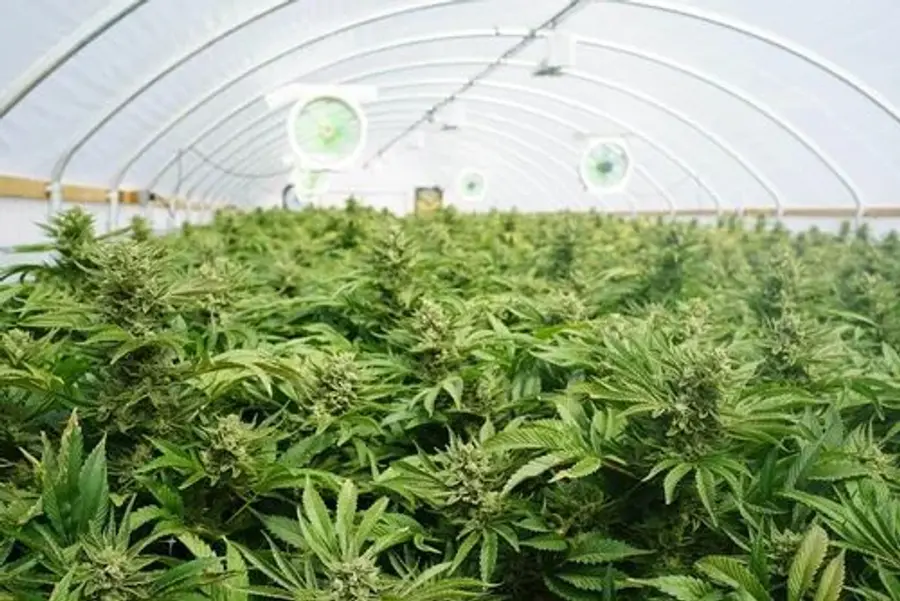 cannabis plants greenhouse
