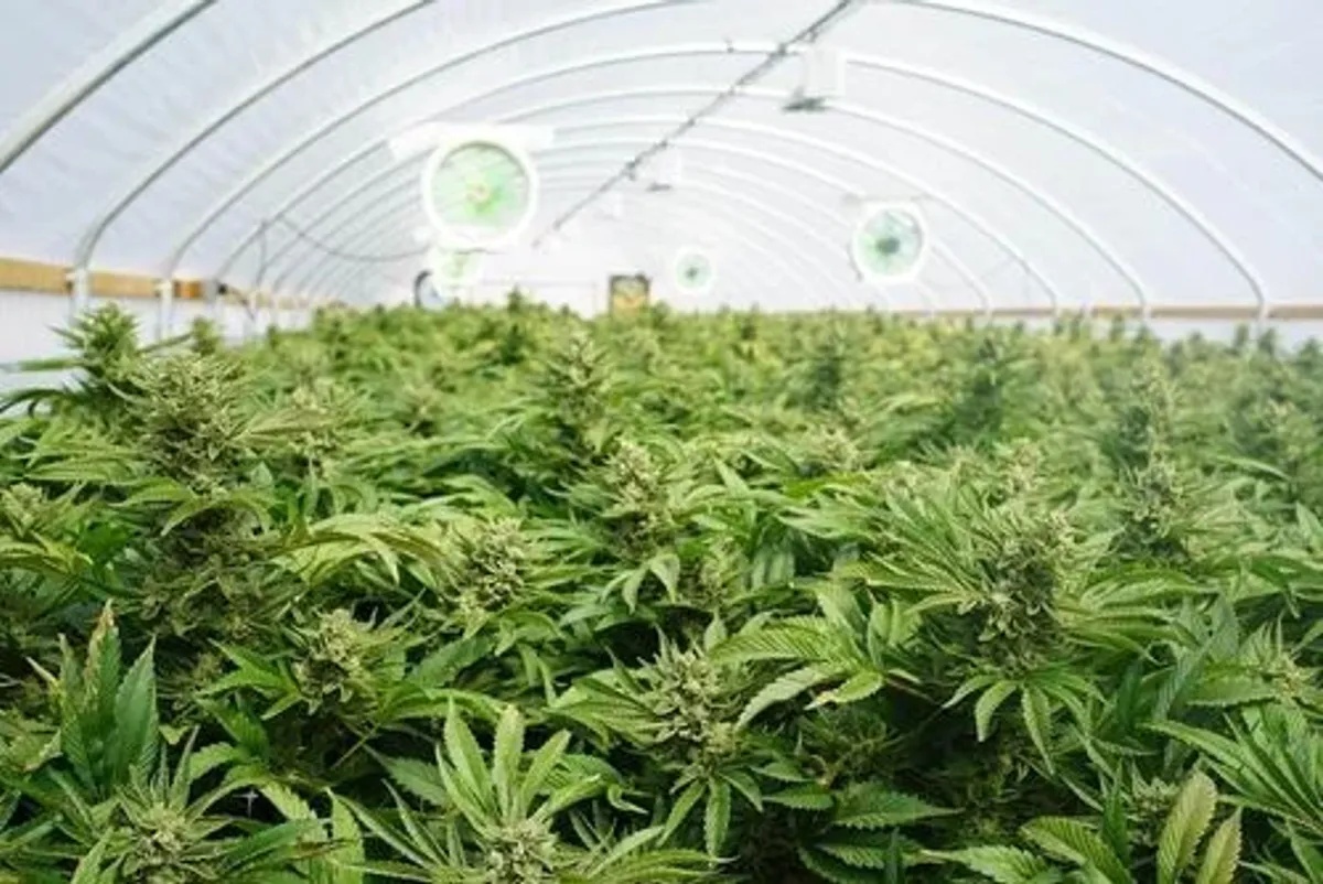 cannabis plants greenhouse