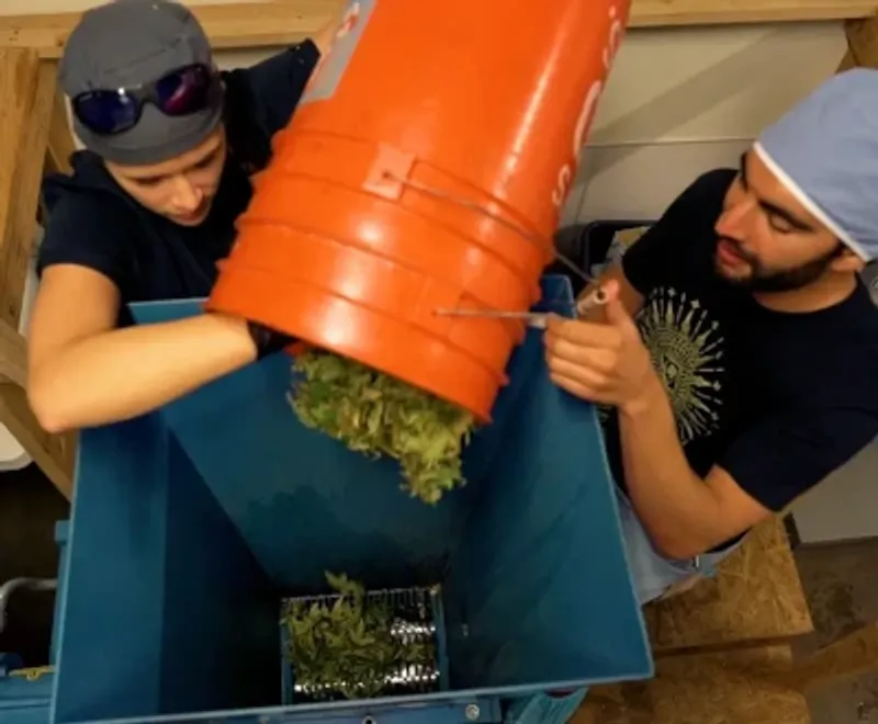 Taskmaster TM8500 Shreds Cannabis