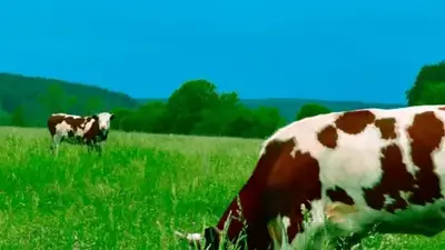 dairy cow in field