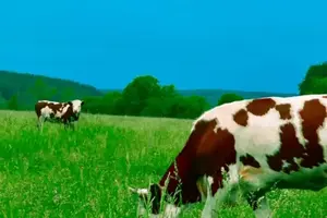 dairy cow in field