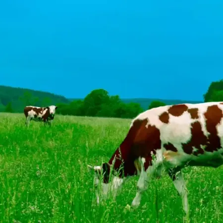 dairy cow in field