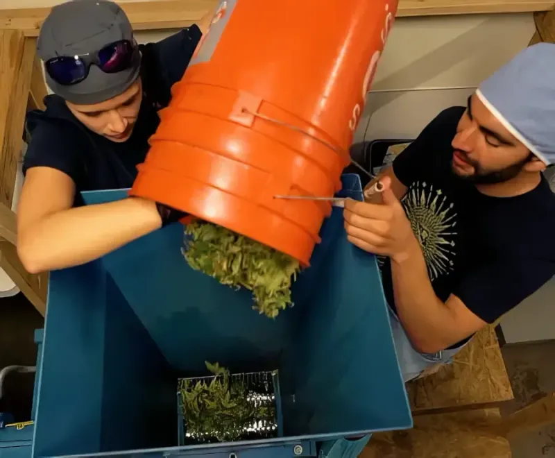 Two men dumping hemp leaves from an orange bucket into a large industrial shredder