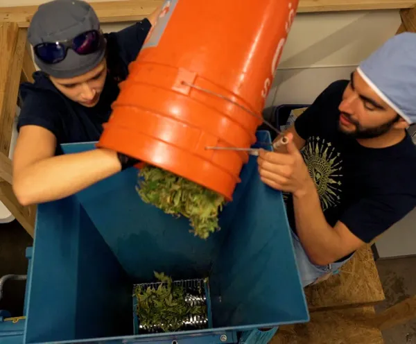 Two men pouring cannabis from an orange bucket into a large industrial shredder
