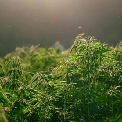 cannabis plants