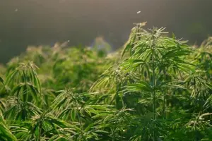 cannabis plants