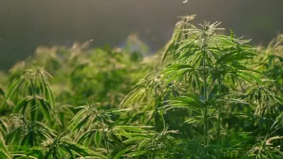 cannabis plants