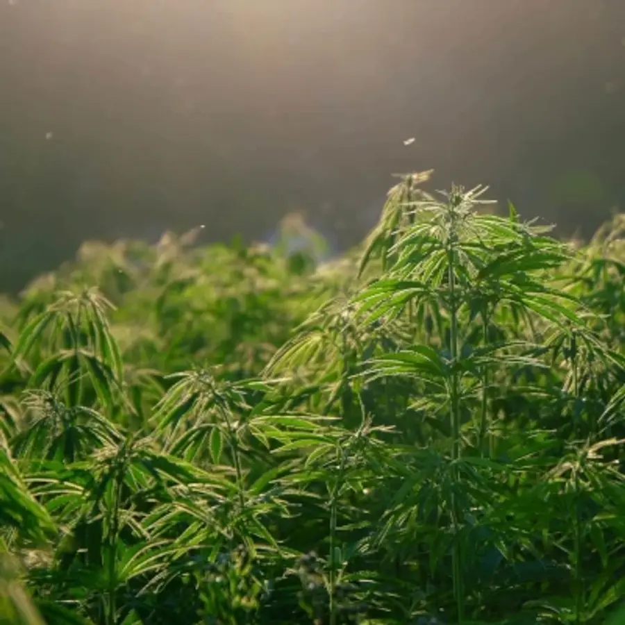 cannabis plants