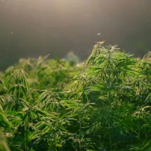cannabis plants