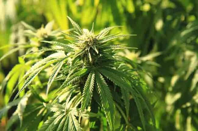 cannabis plants