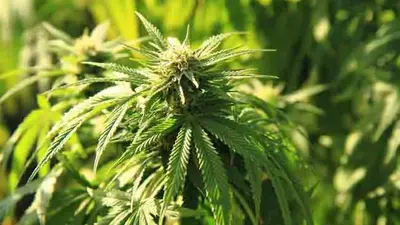 cannabis plants