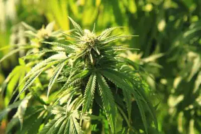 cannabis plants