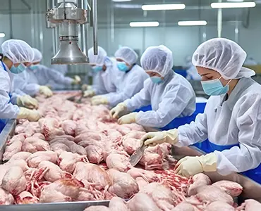 A group of employees in hairnets and masks processing chickens in a warehouse
