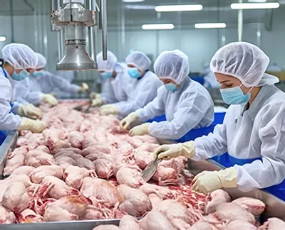 A group of employees in hairnets and masks processing chickens in a warehouse