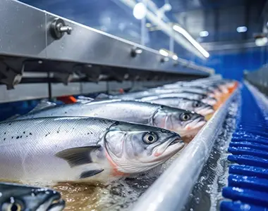 A conveyor belt in a warehouse with fish on it