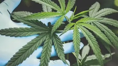cannabis plant leaf