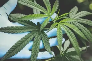 cannabis plant leaf
