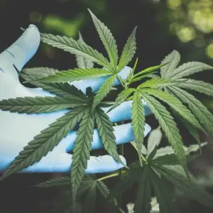 cannabis plant leaf