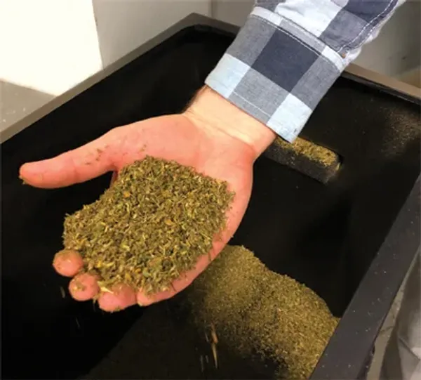 A hand holding shredded cannabis above a large bucket