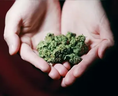 Two hands holding nuggets of cannabis
