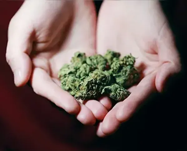 Two hands holding nuggets of cannabis