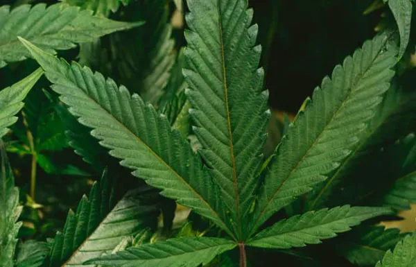 A closeup of a hemp plant