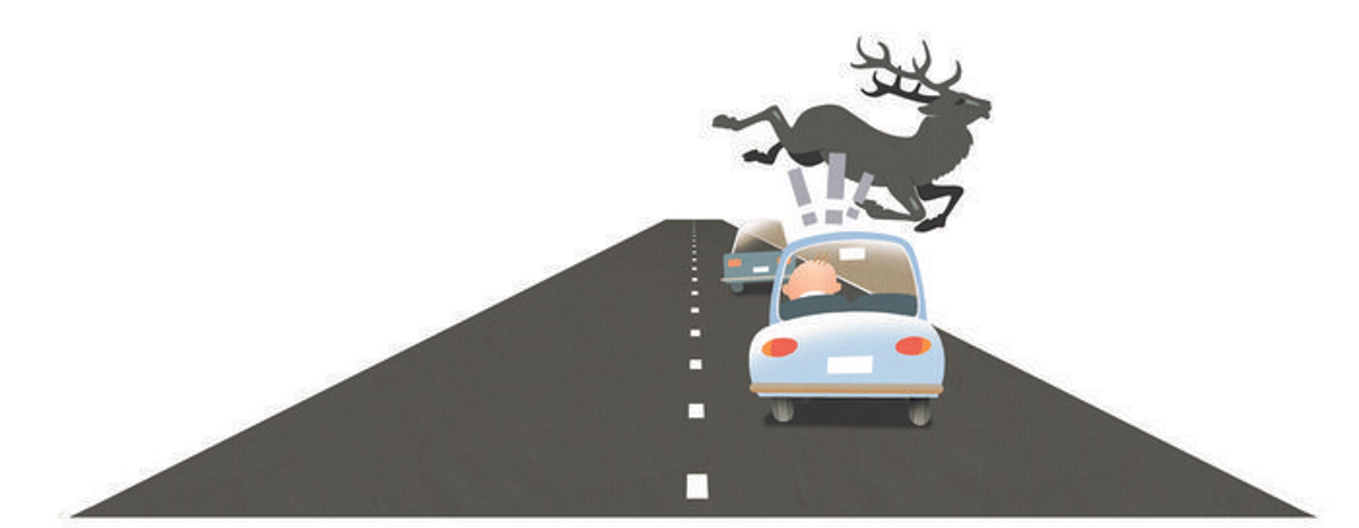 Et dyr kommer i vejen