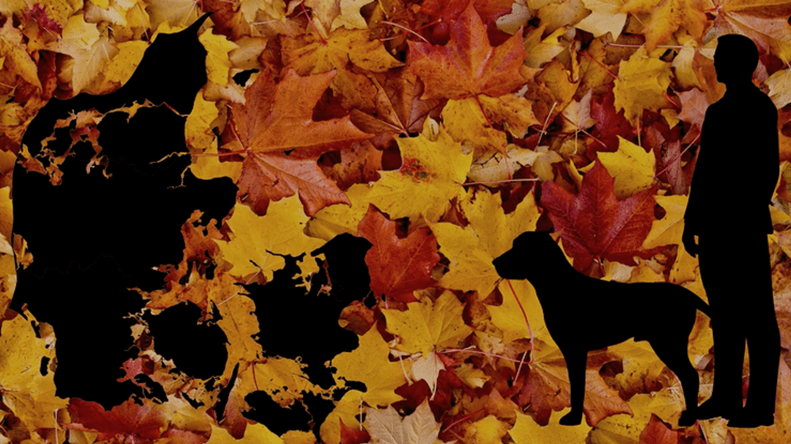 Grafik: 180 frivillige er på landsplan med i Naturstyrelsens schweiss-register.