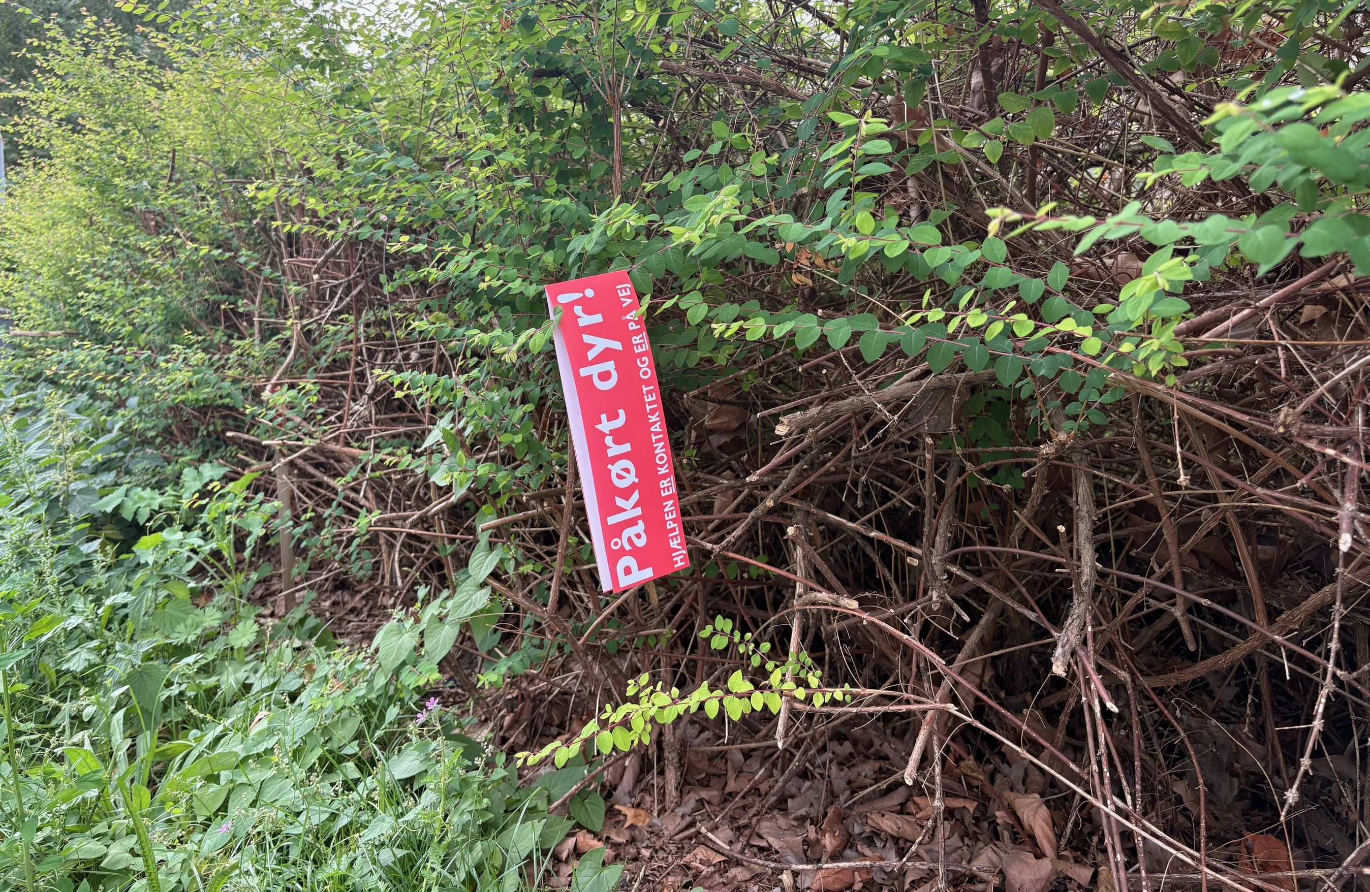 Streamer ved hjortepåkørsler