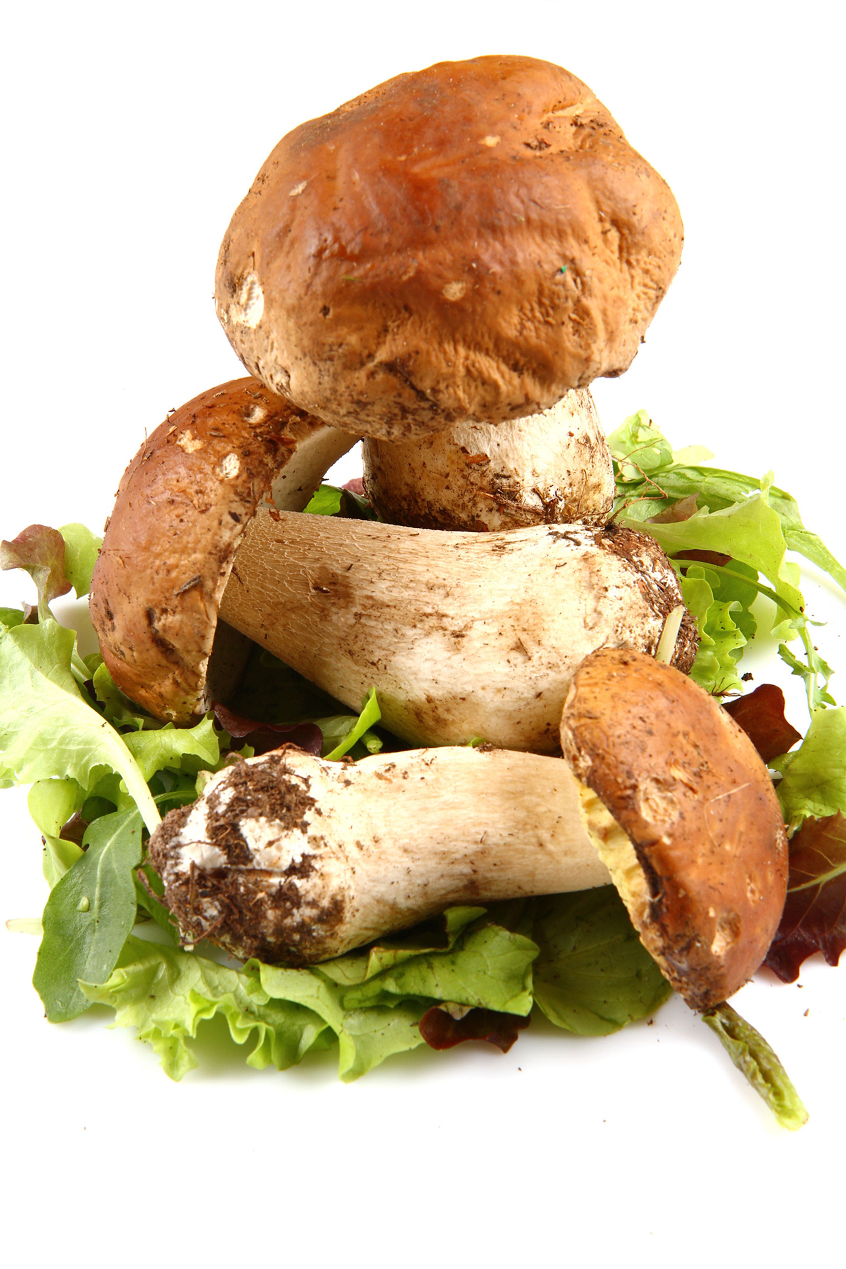 Tag på svampejagt i skoven