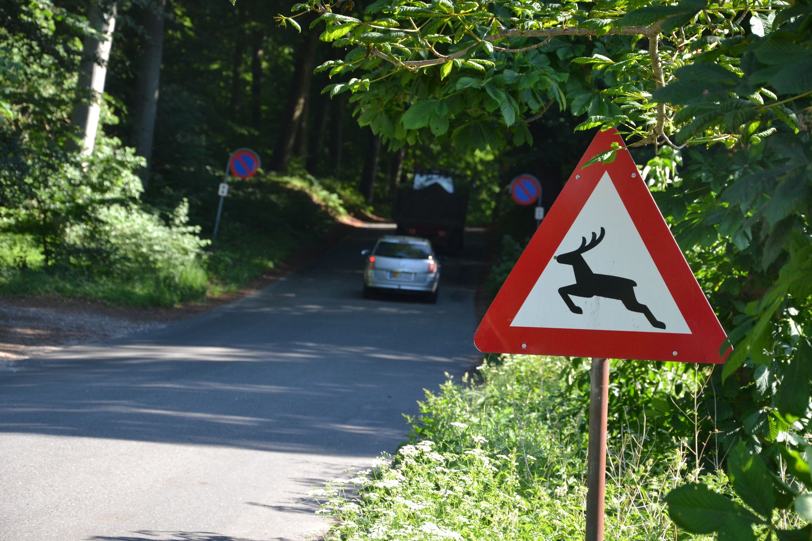 Så galt kan det gå, hvis du rammer et dyr