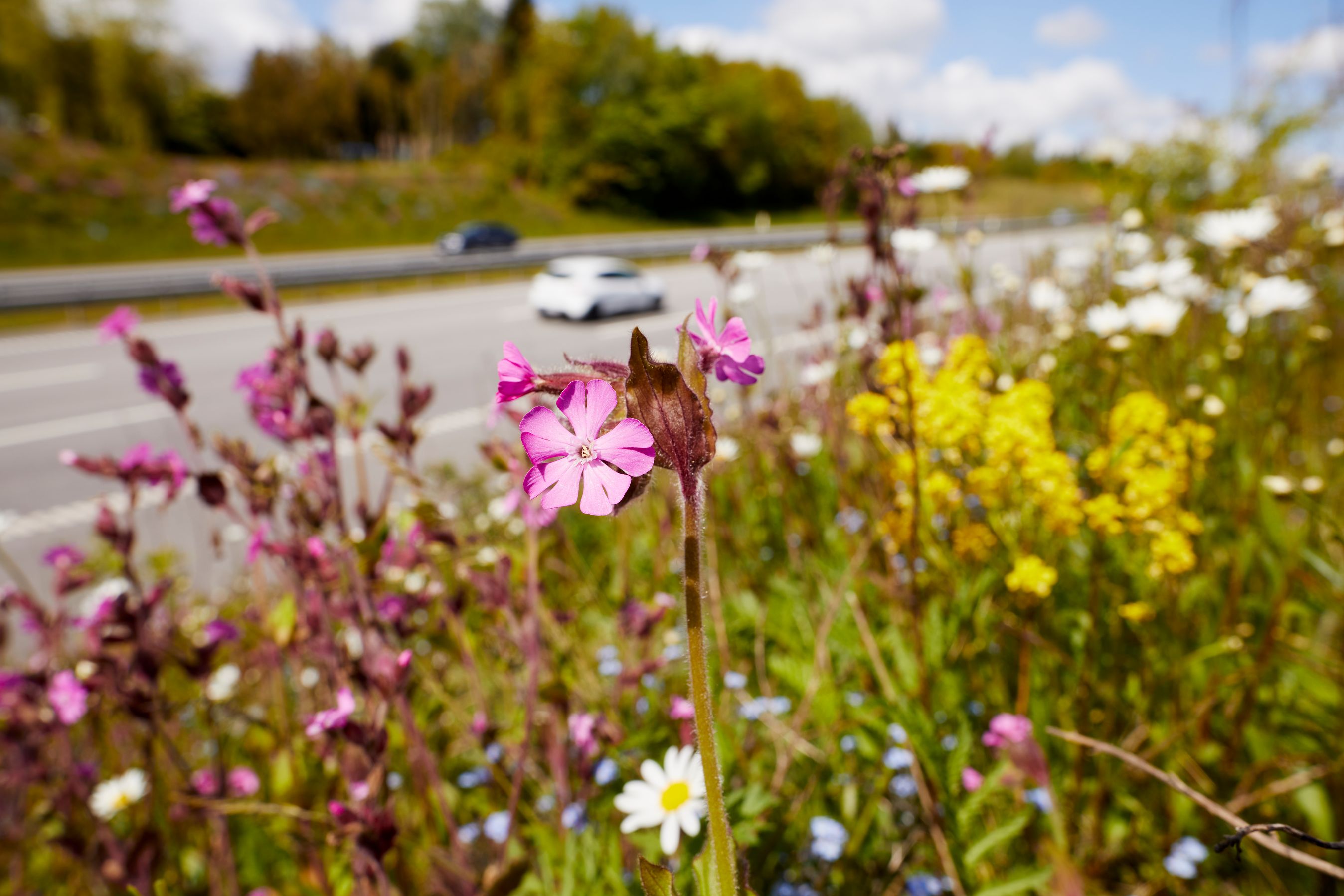 Blomsterne og bilerne