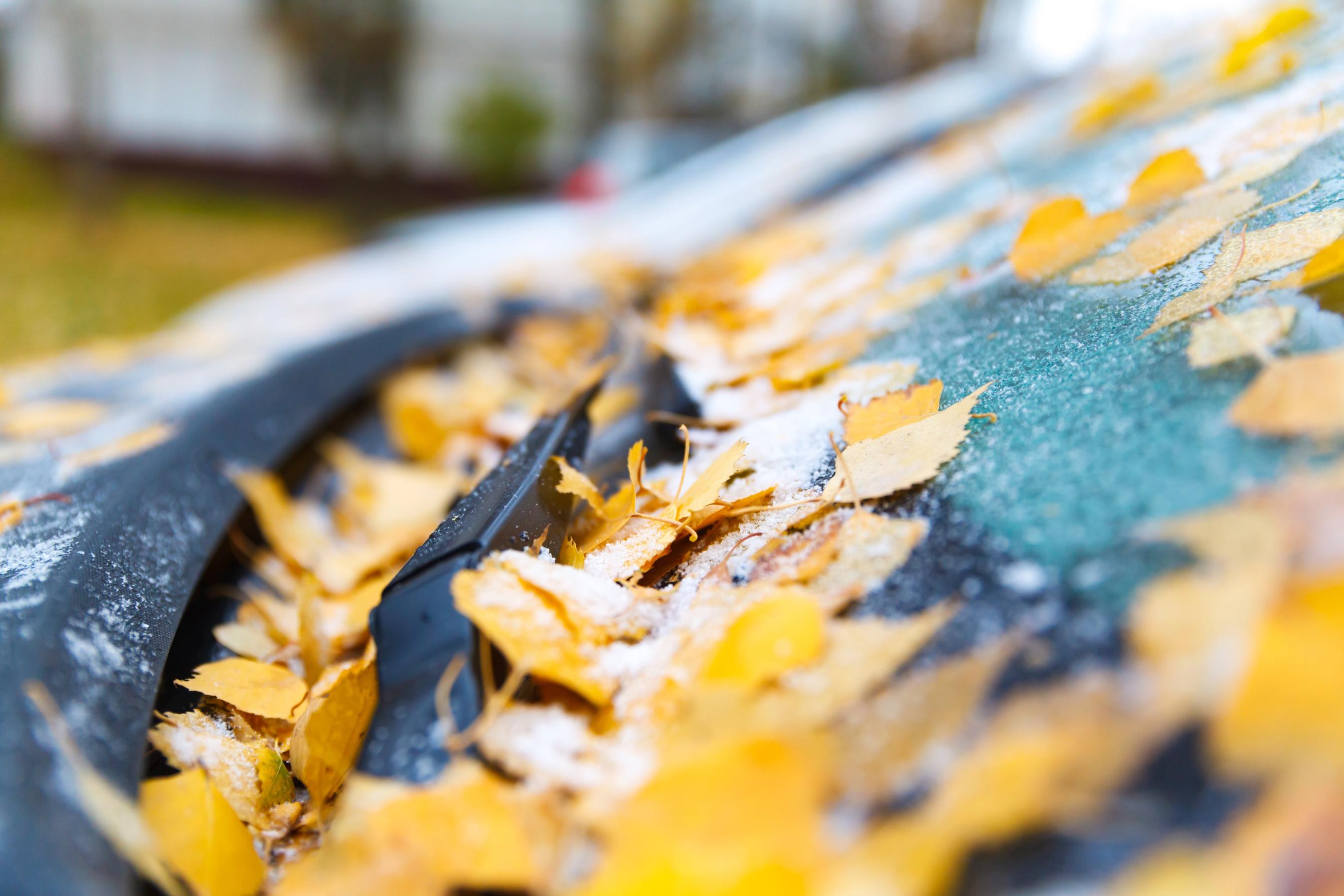 Gule efterårsblade fra træer ligger på en bils forrude, der også er dækket er et lag is.