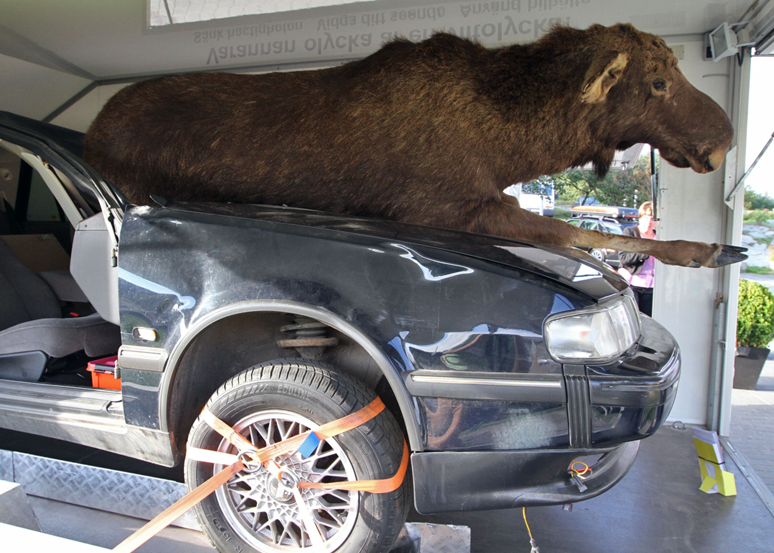 Ëlge er høje og tunge, så de kan være meget farlige at ramme med høj fart. Det bliver ikke situationen i Danmark, men i Sverige og Norge er der god grund til at være opmærksom og sænke farten, når der skiltes med elgfare. Foto: Torben Arent