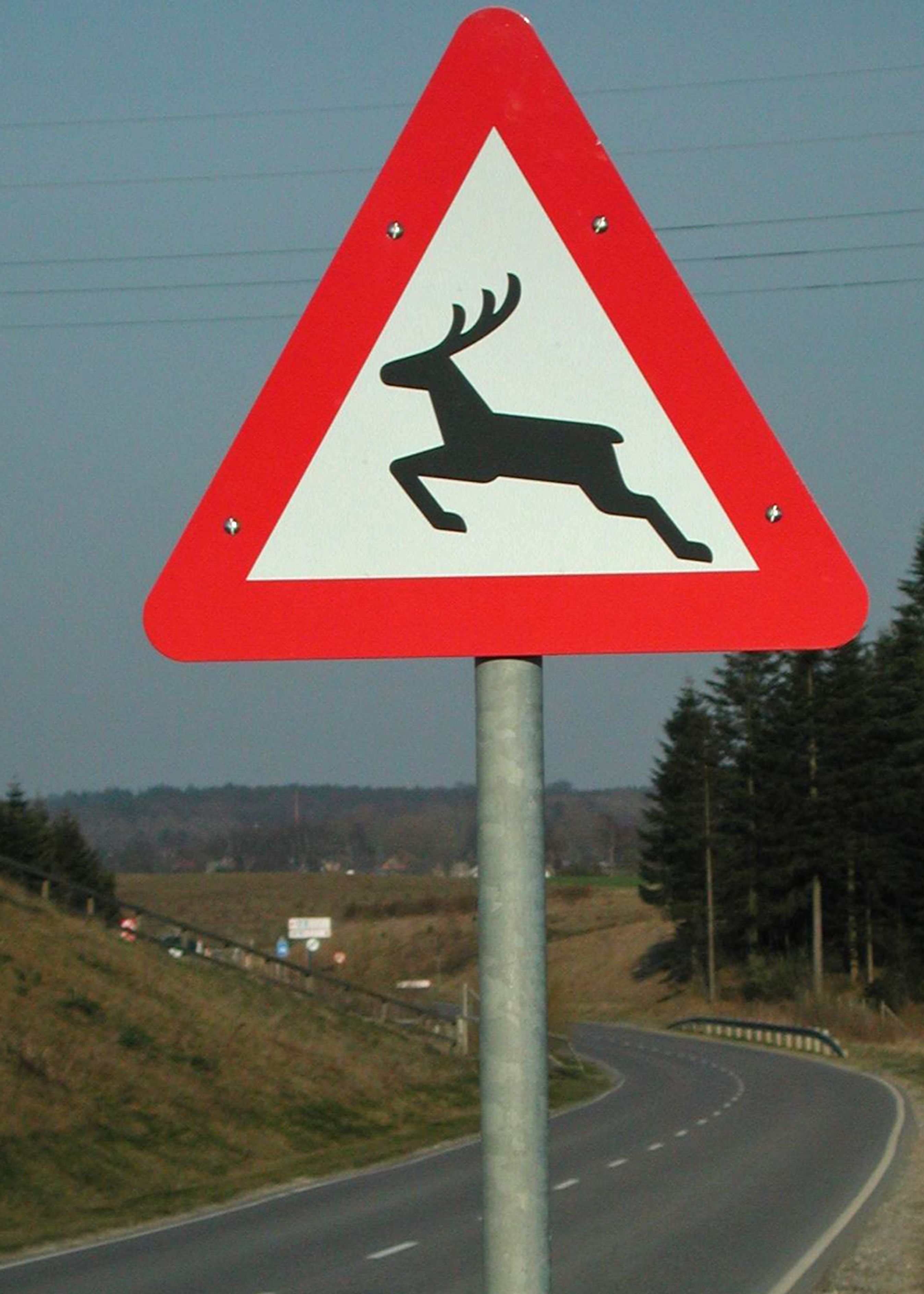 Advarselsskilte advarer, hvor der er høj risiko for, at hjorte krydser vejen. Måske skal der flere skilte op, efter at rapporten giver mere præcis viden om hjorte-påkørsler.