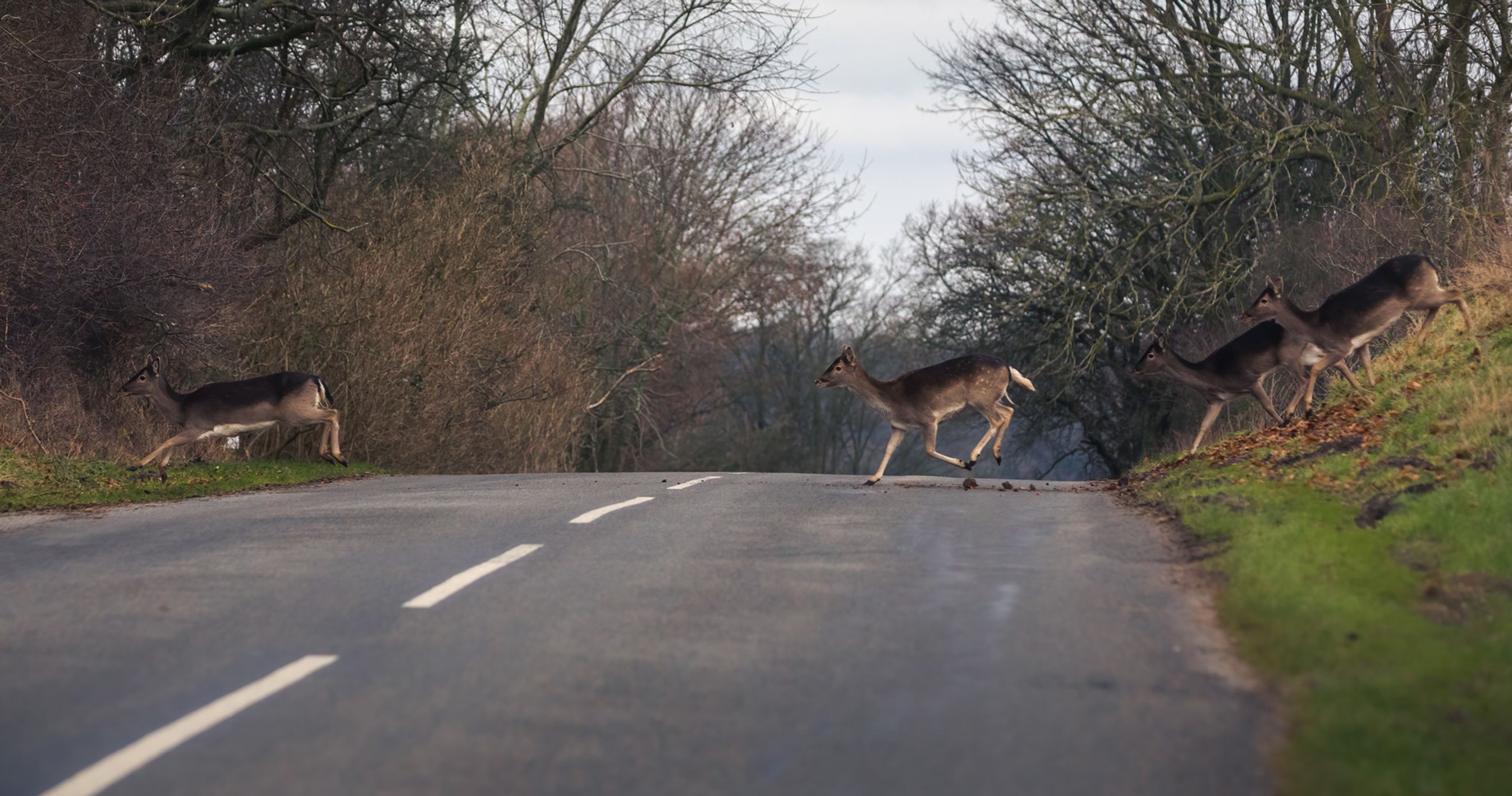 Mere hjortevildt på vejene: Sådan gør du hvis du rammer et dyr