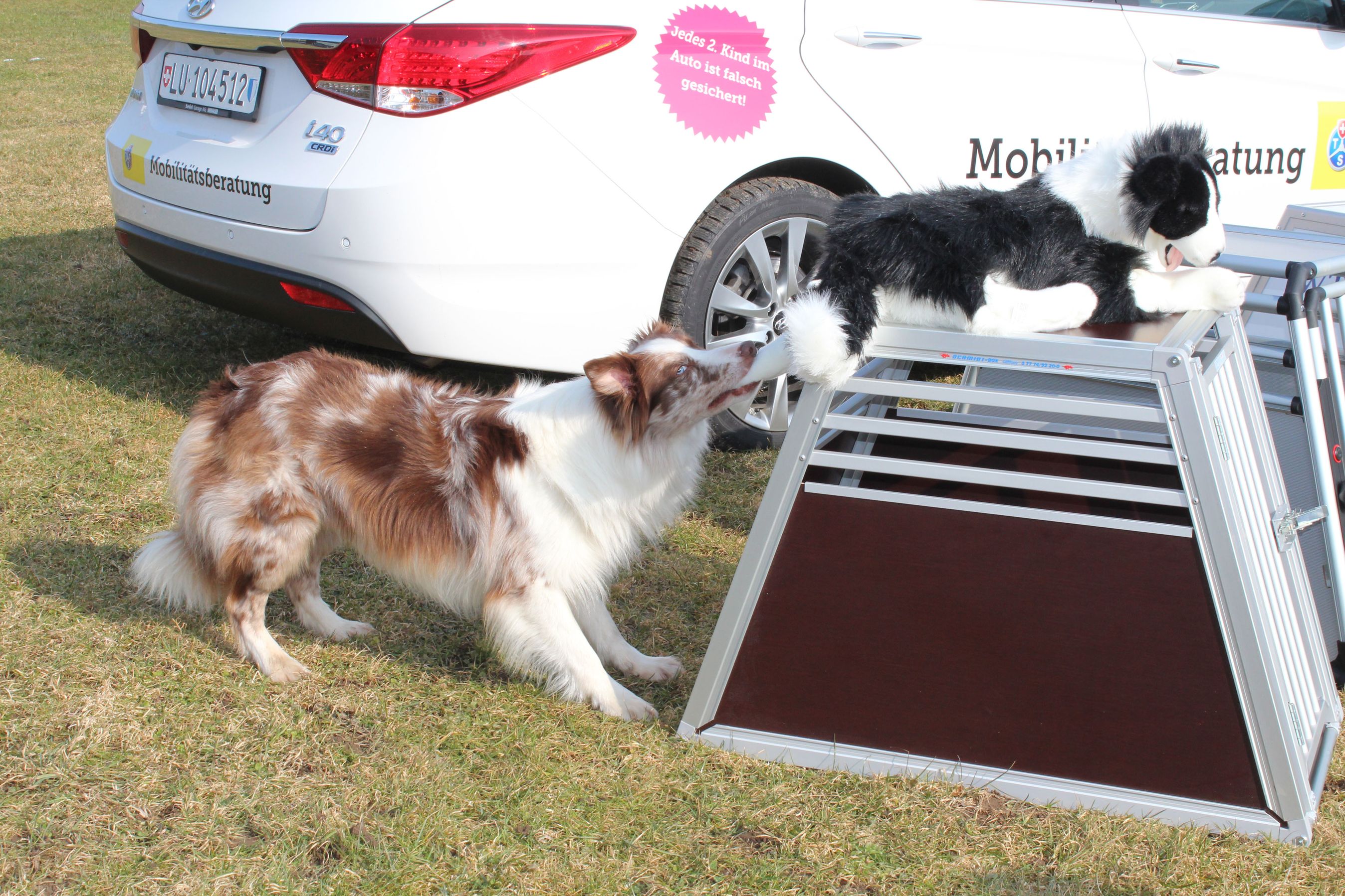 I testen blev brugt en dummyhund, der vejede 25 kg, mens en australsk hyrdehund fungerede som model.