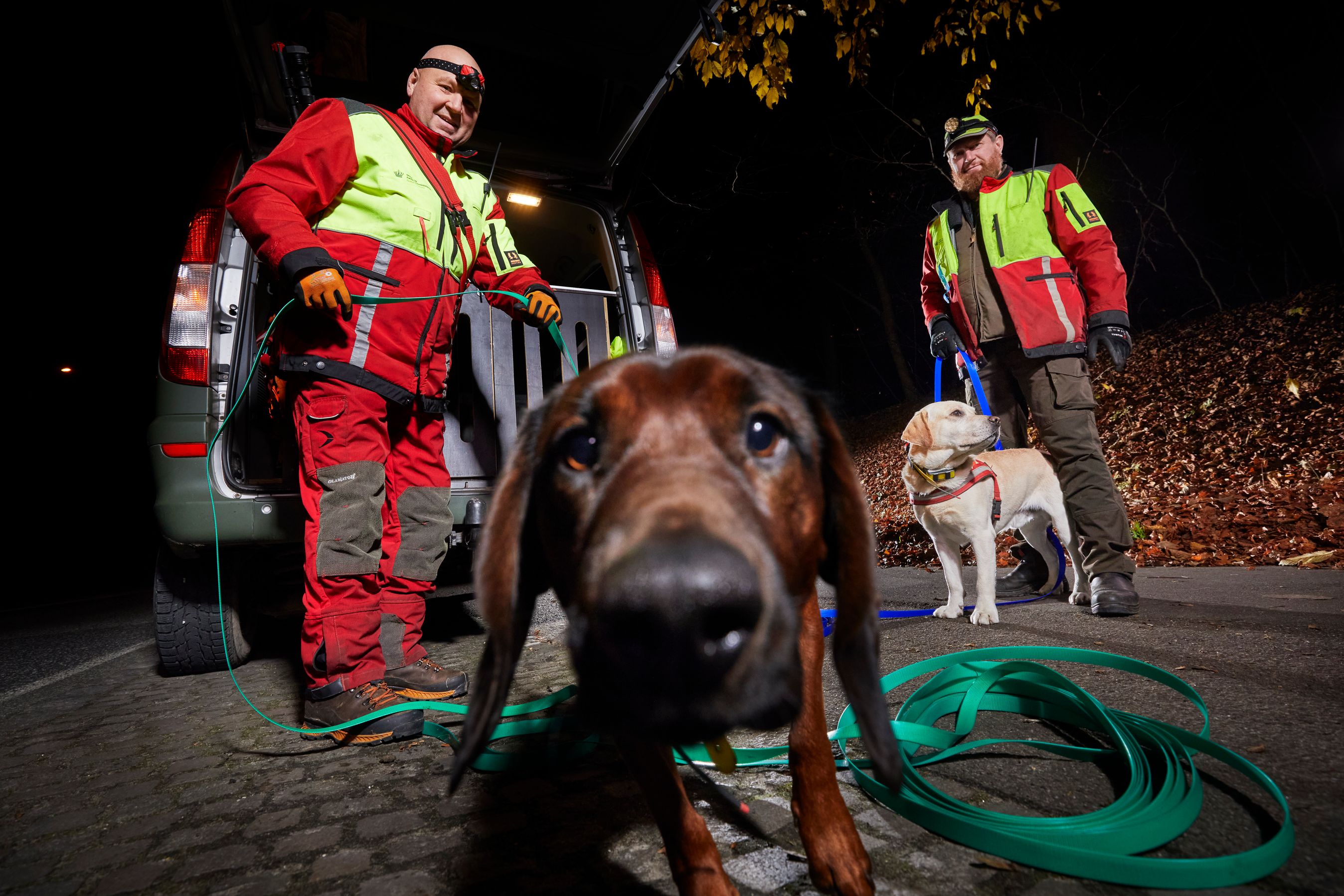 En hund efter påkørte dyr