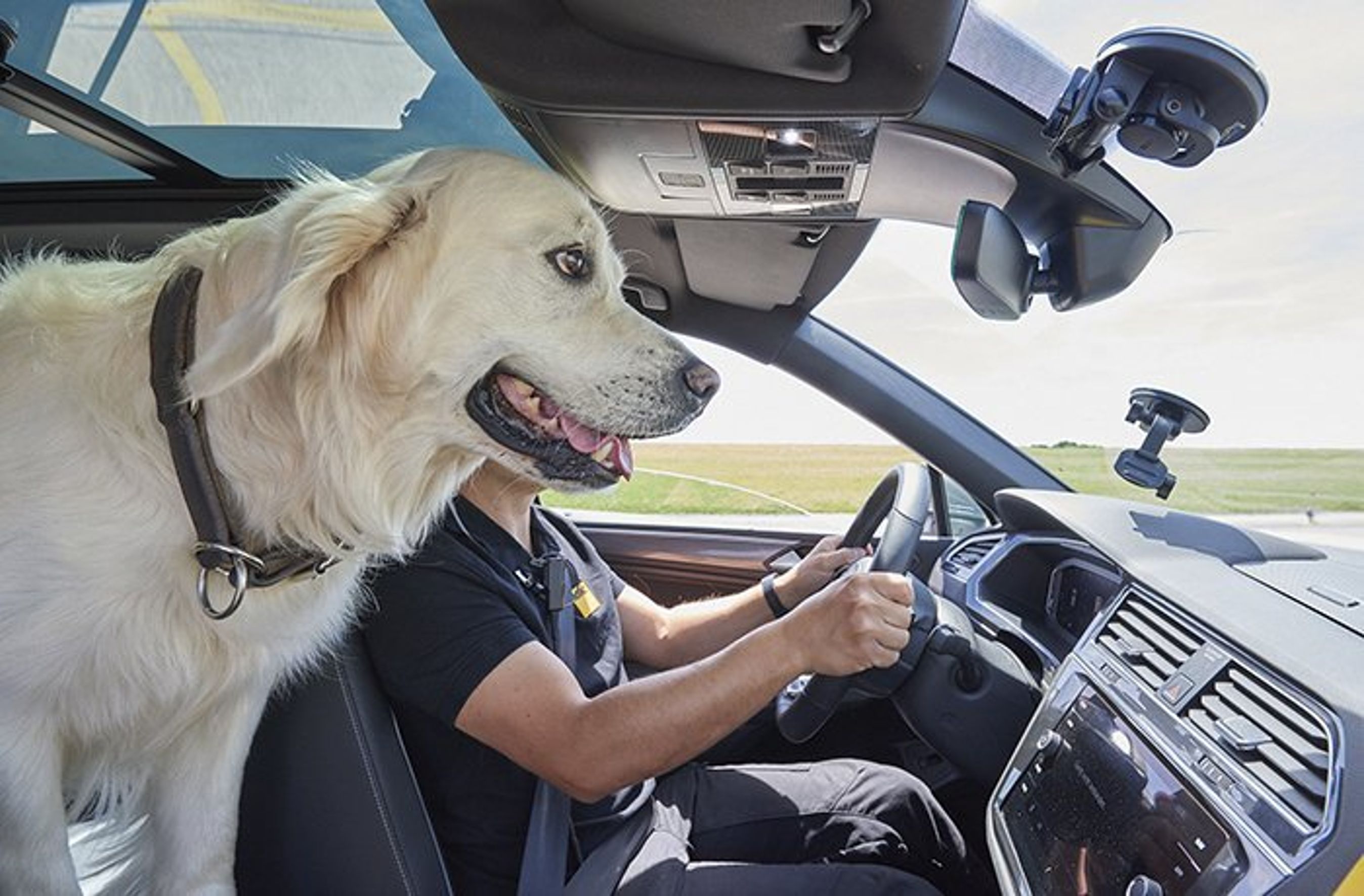 Hund i førersædet