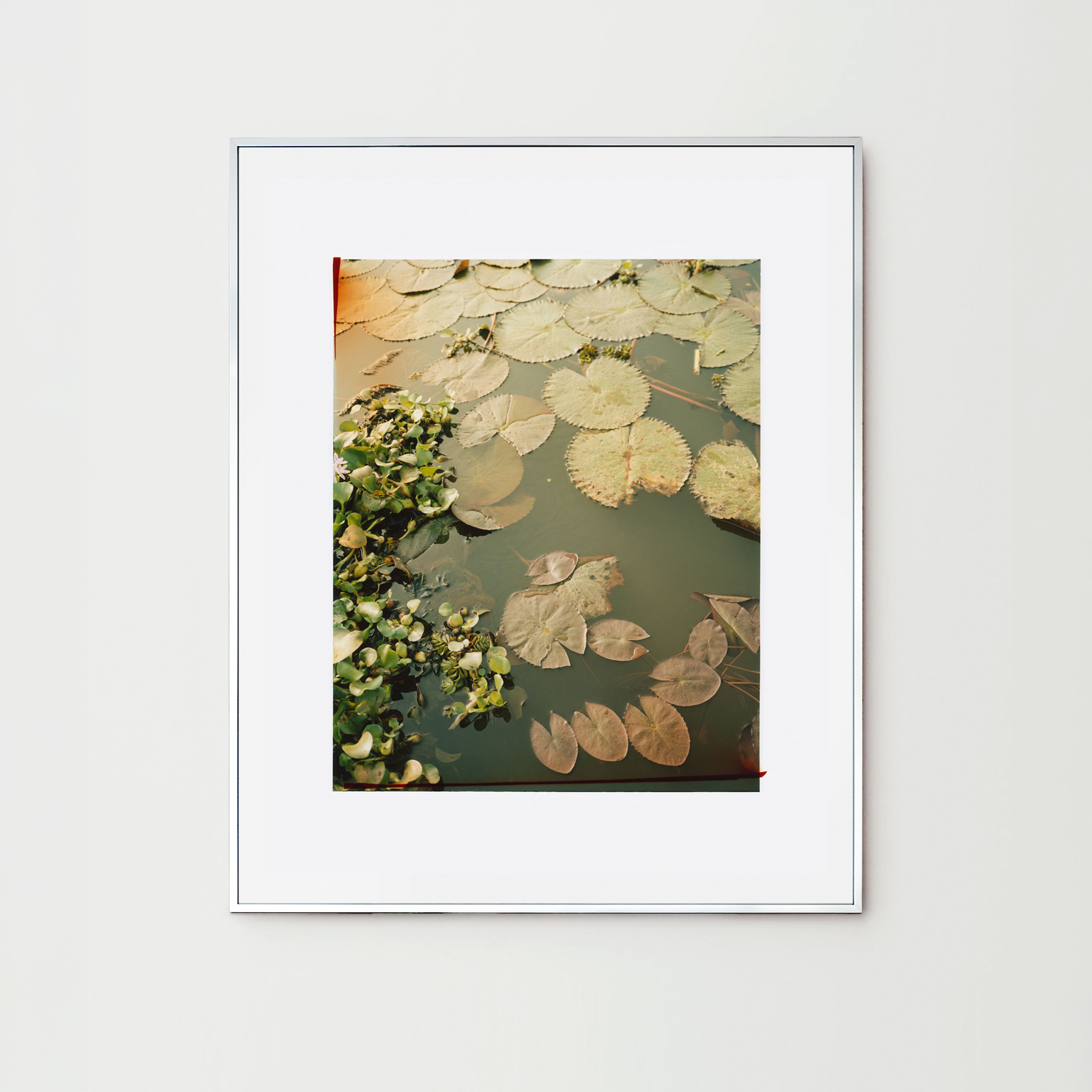 Lily, India 2026, print by Nina Raasch