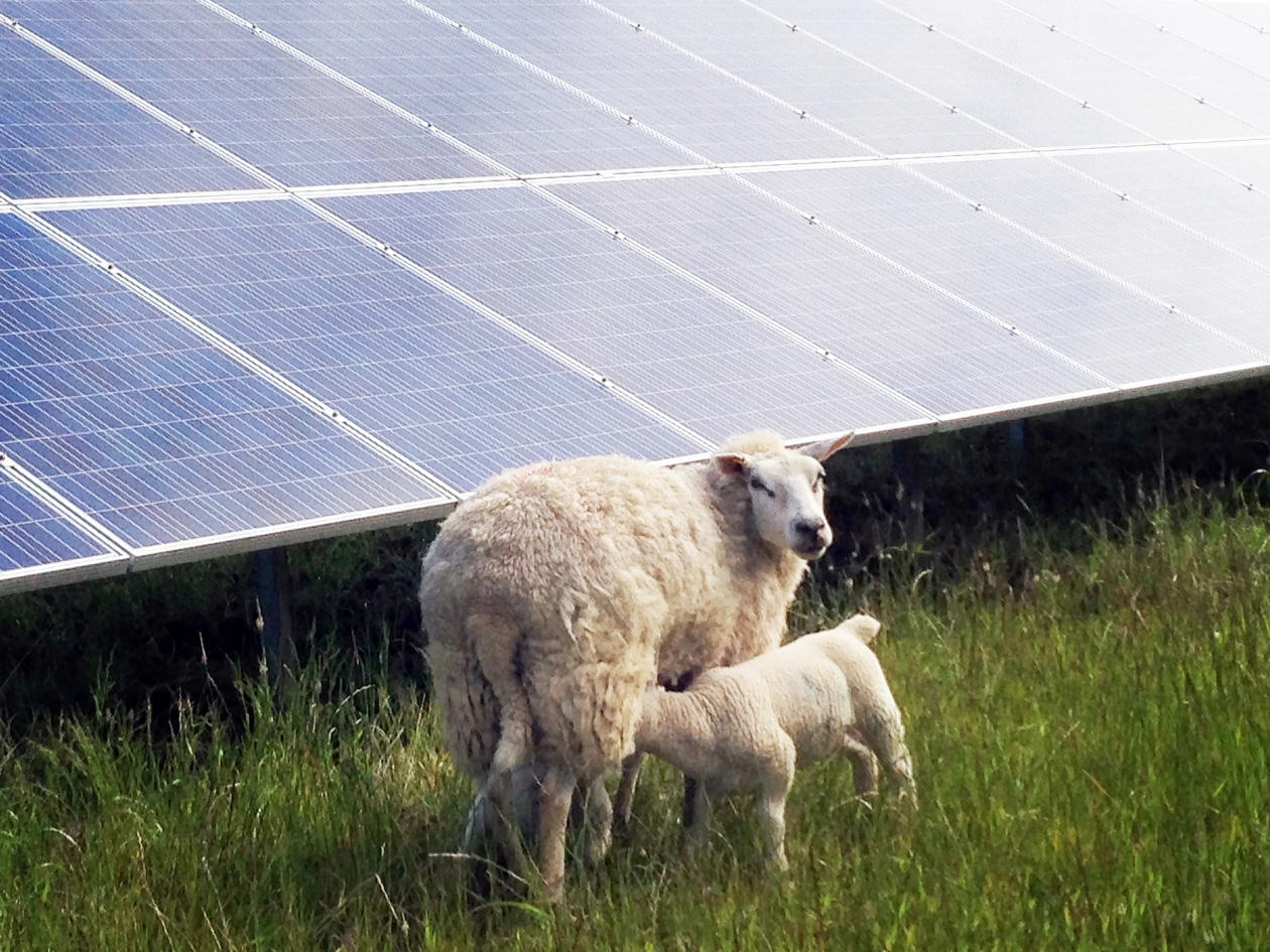 Sheep on a Low Carbon solar farm